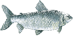 CORIMBAT�