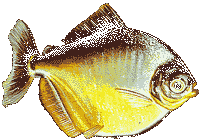 PACU