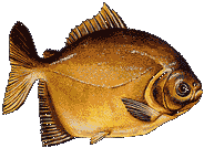 PACU