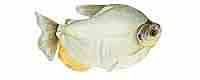 PACU PEVA