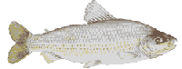 PIAU