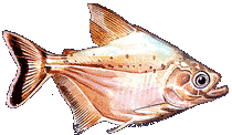 PIRAMBEBA