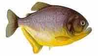PIRANHA