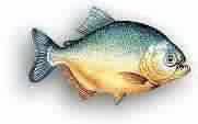PIRANHA