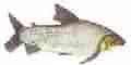 CORIMBAT�