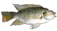 TIL�PIA