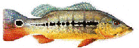 TUCUNAR�