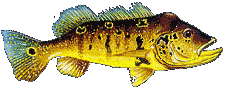 TUCUNAR�