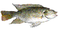 TILAPIA