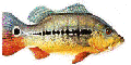 TUCUNAR�