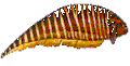 TUVIRA