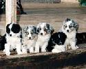 Aussie Pups