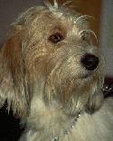 Benji