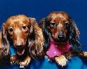 Dachsies