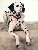 Dalmatian