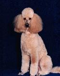 Standard Poodle