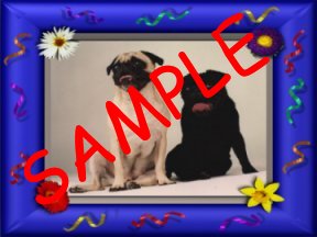 NEW PUGBABY AWARD!!!