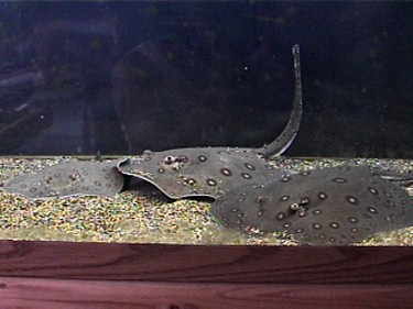 Pack of Motoros sifting thru gravel
