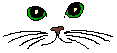 blinking cat