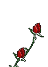 roseopening