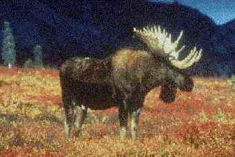 moose