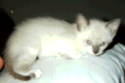pre.gif (21453 bytes)