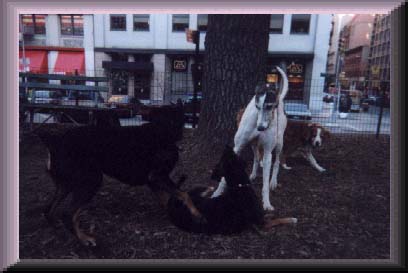 dogrun1.JPG
