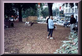 dogrun2.JPG