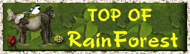 Top Of rainforest