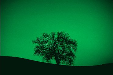 greentreevenin.jpg Size = 98.5K  A green background with a black tree.