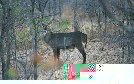 Waterbuck