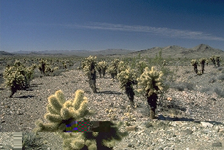 Photo of a desert