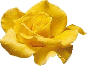 YELLOW ROSE OF FRIENDSHIP