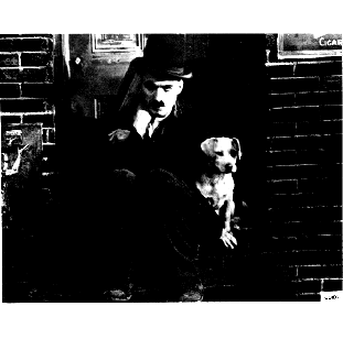 Dogs & Hats