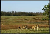 Bambi's distant cousins grazin'