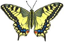 "Flutter away little buttefly- just flutter away"