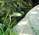frog