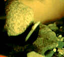 clam