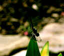 dfly