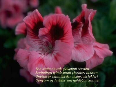 buyut