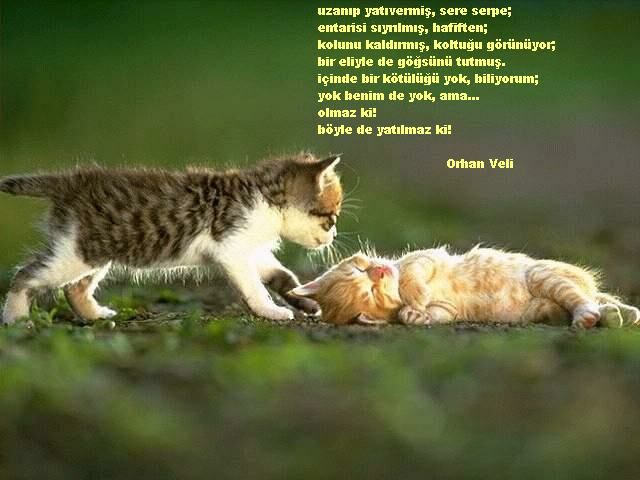 buyut