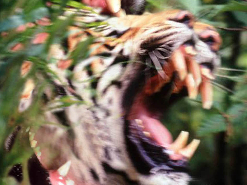 roar01a.jpg