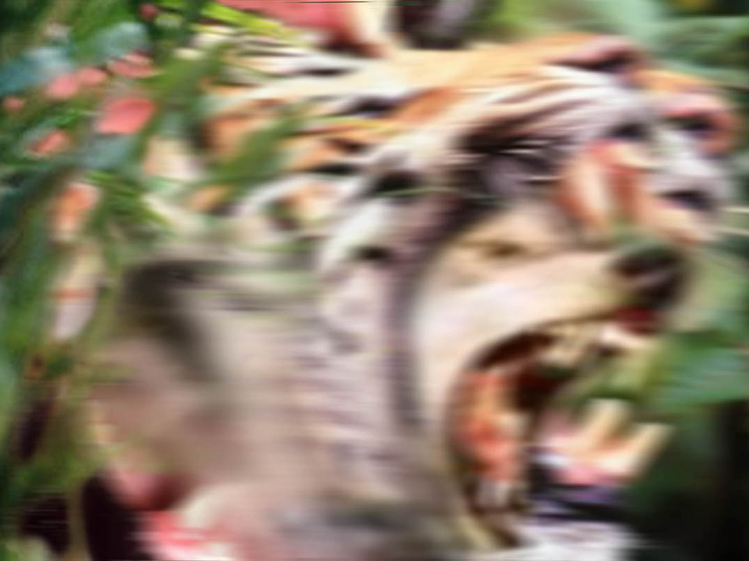 roar01b.jpg