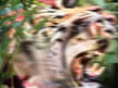 Roar