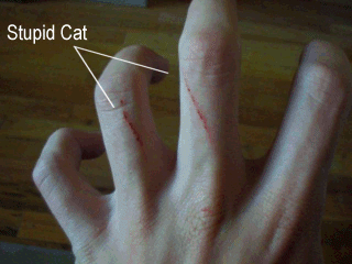 FRIGGIN CAT!
