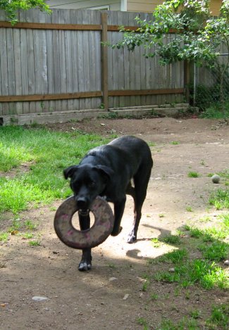 Bring it back so Mom can throw again.