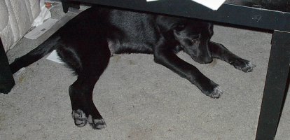 Any den is a good den.