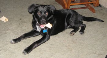 I've got a bone!