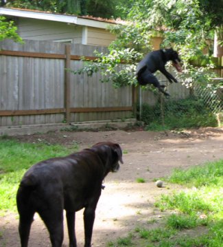 See how high I can jump?