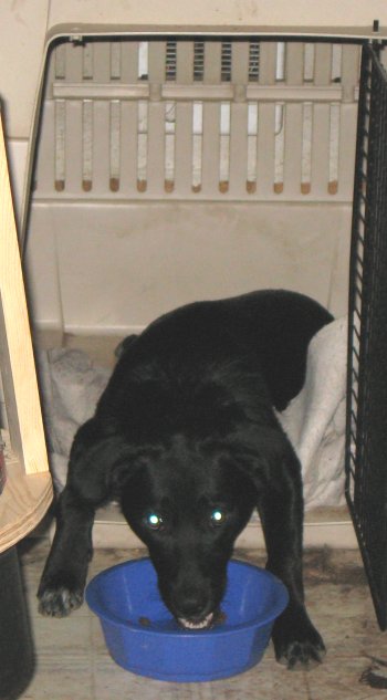 I can't get out of the crate. 
